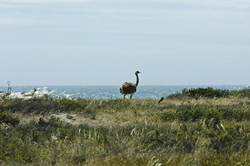 20071209 111846 D2X 4200x2800.jpg - Nandu (rhea), Puerto Madryn